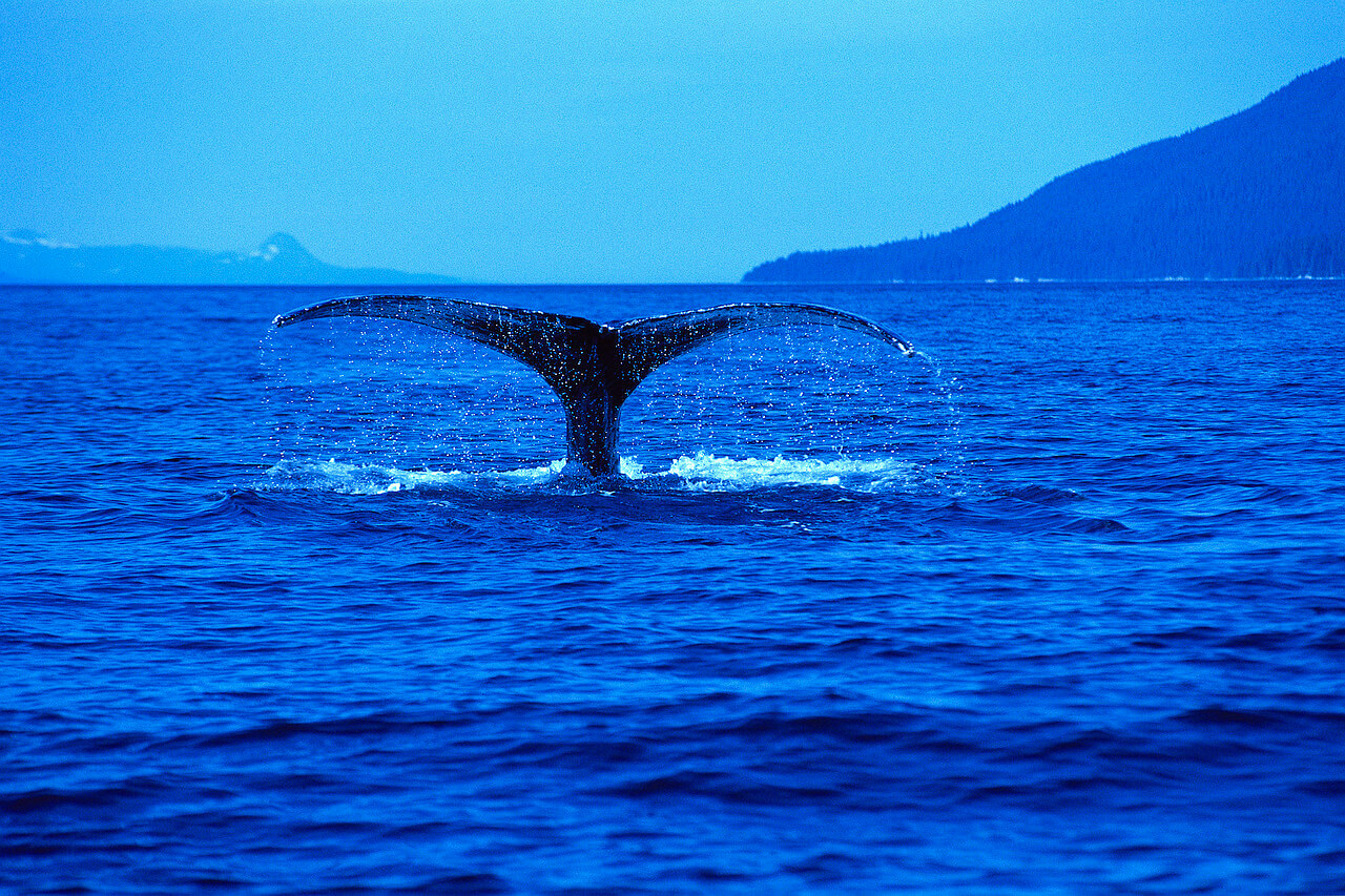 Tail of Humpback Whale